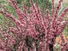 Prunus Triloba - Amandier 